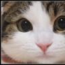 猫娘