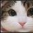 猫娘