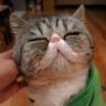 Catsama