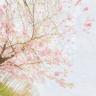 紫薇花