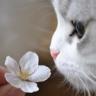 猫闻花香