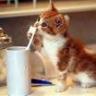 猫咪